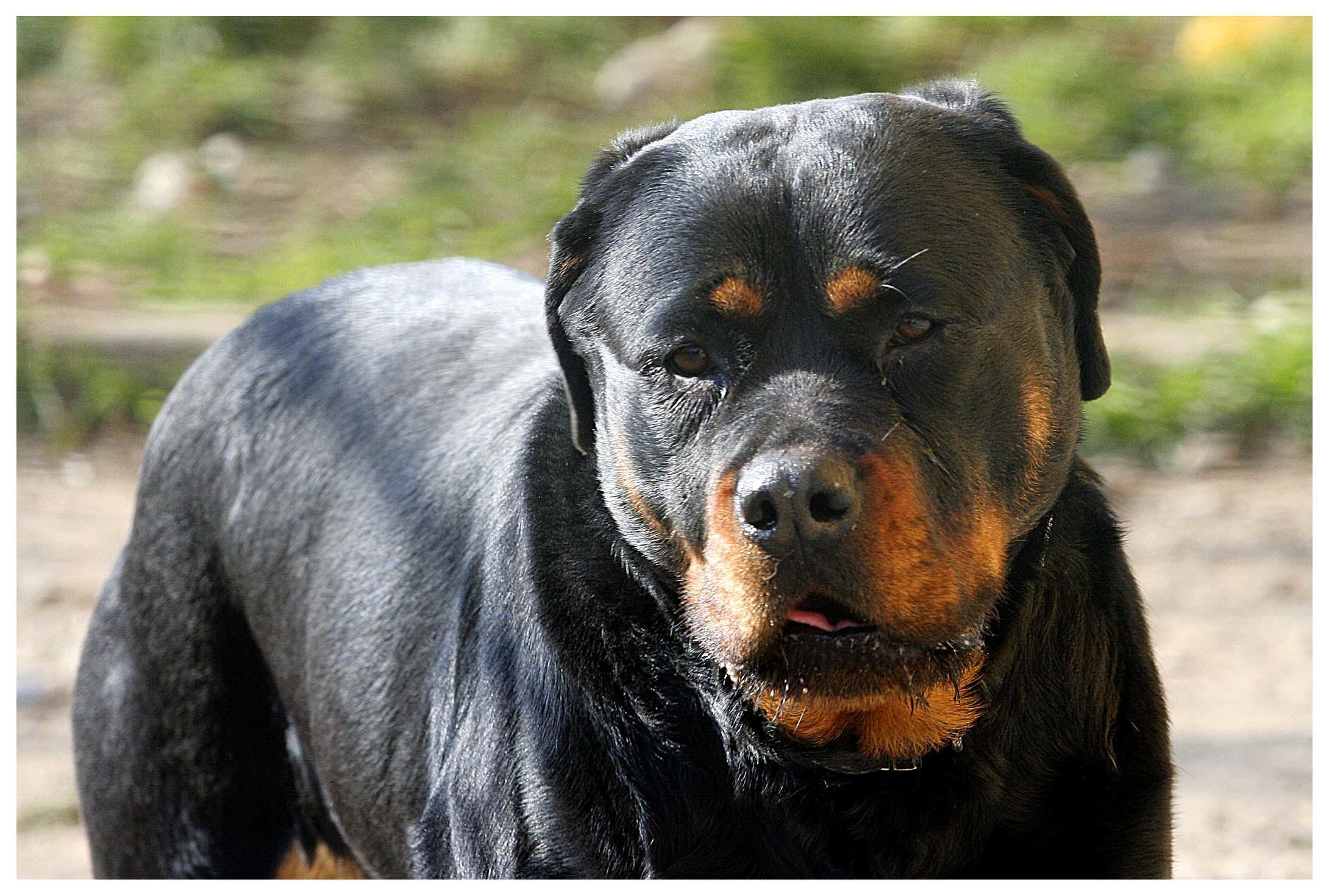 Bevagna Aggredito Da Un Rottweiler Mentre Gioca Con La Sua Bici Grave