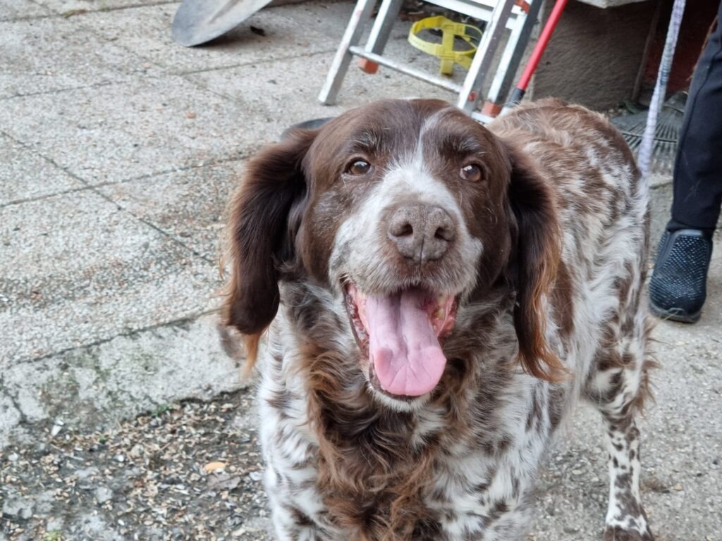 July, cane in adozione a Trento