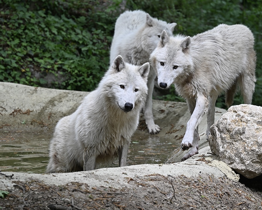 Lupi artici al Parco Natura Viva (Foto di Valeria Cascella)