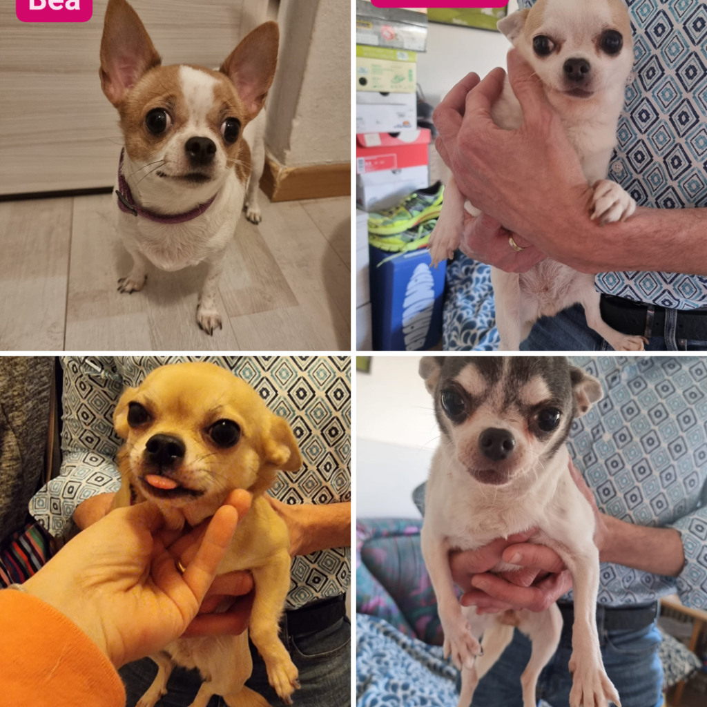 Quattro Chihuahua