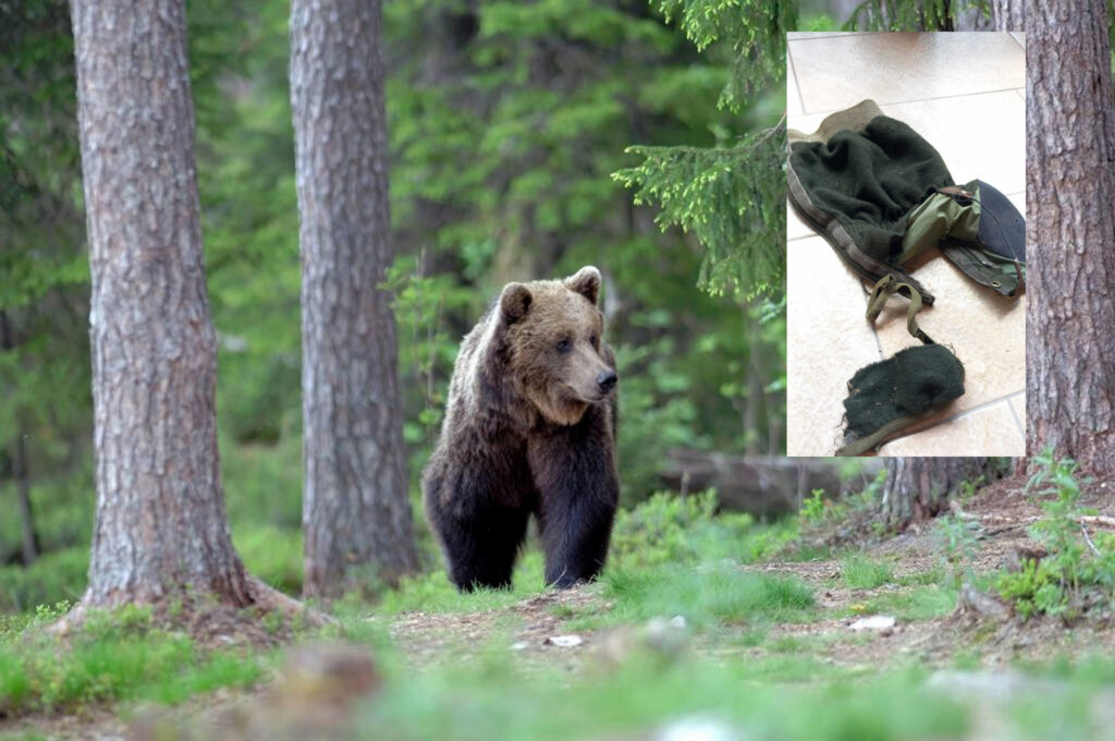 Un orso e le ghette del giovane strappate