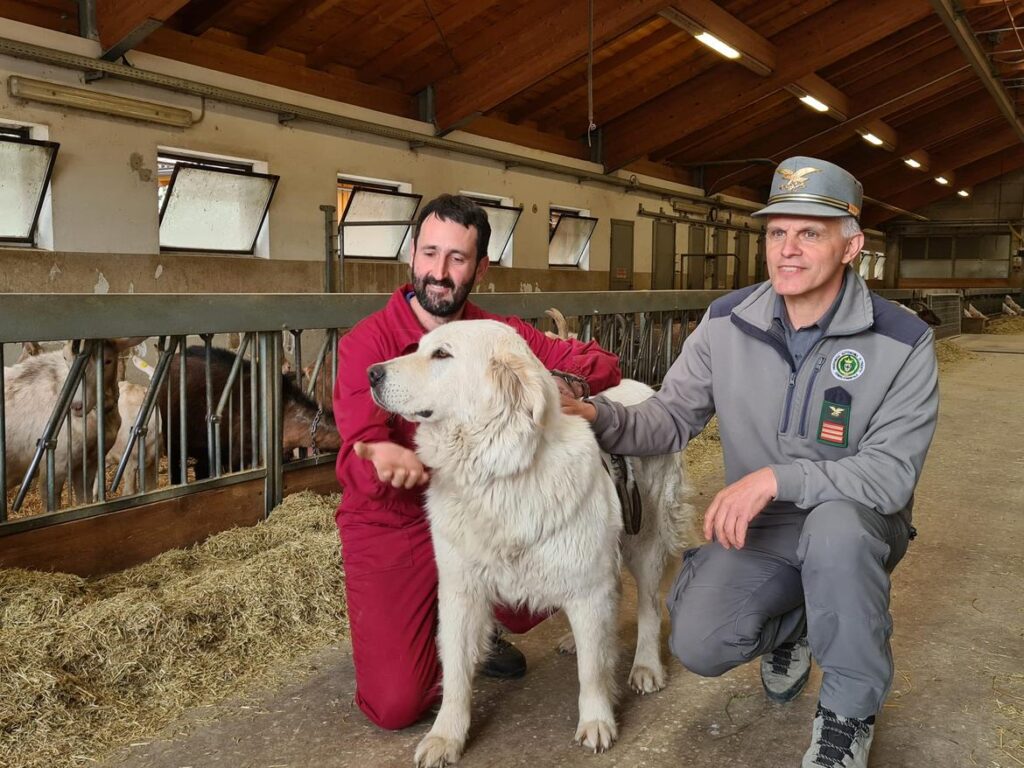 cani da guardianìa