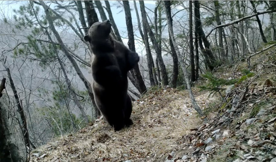 L’orso Mj5 ha aggredito il fratello del sindaco di Rabbi. Si trovava in val Rendena ma al momento ha fatto perdere le sue tracce