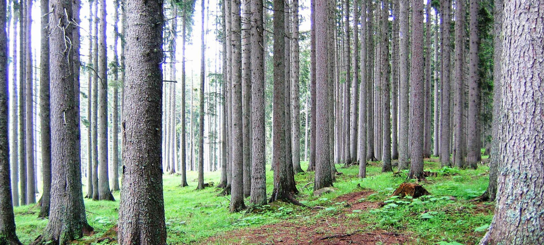 Trentino. Uno spray anti-orso in dotazione alla Forestale: il