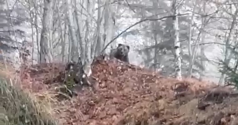 L'orso in cima alla collina (Frame da video)