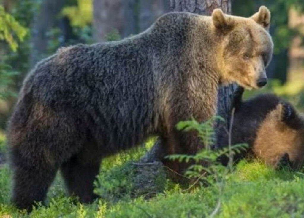 Il veterinario Rossi e gli orsi