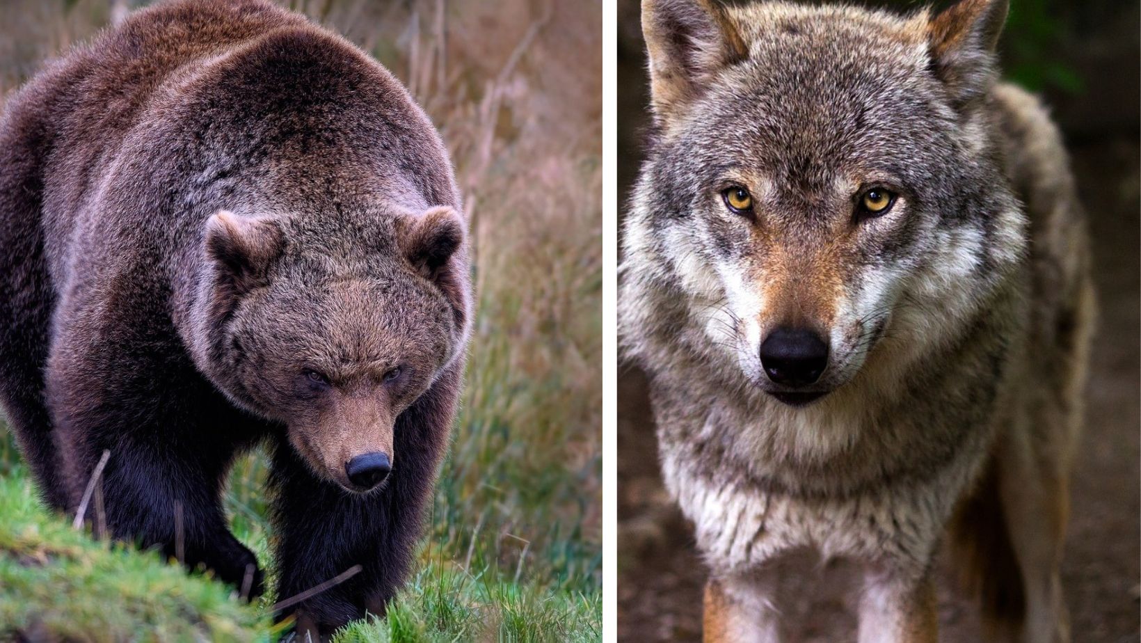 Grandi Carnivori In Trentino: Stimati 98 Orsi (con 13 Cuccioli) E 200 ...